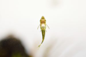 そもそも生き物を飼う人の心構え