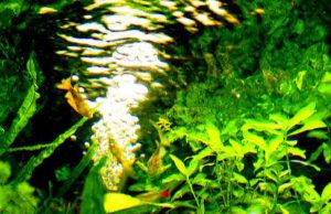 熱帯魚癒しの水槽動画集